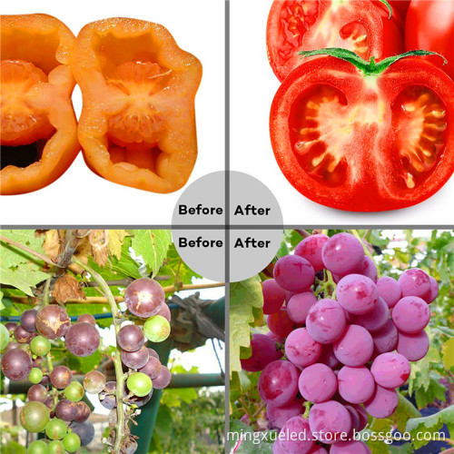 Helper Of Family Plant Light And greenhouse 12w Par LED grow light